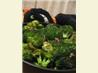 Garlic-Roasted Broccoli Drizzled With Balsamic Vinegar