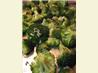 Garlic-Roasted Broccoli Drizzled With Balsamic Vinegar