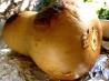 Pureed Squash Butternut, Acorn Any Hard Winter Squash!