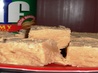 Easiest Peanut Butter Fudge