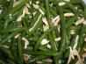 Microwave Green Bean With Almonds. Recipe by CTRmom