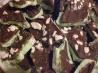 Reindeer Bark. Recipe by susie cooks