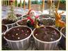 Rum Fudge Fruitcake Cupcakes. Recipe by tunasushi