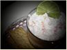 Smoked Salmon Spread (Barefoot Contessa) Ina Garten