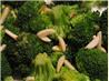 Broccoli With Lemon Almond Butter