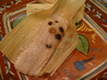 Sweet Tamales