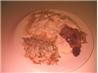 Green Bean or Vegetable Medley Casserole. Recipe by JackieMarie