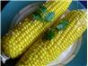 Honey Corn for the BBQ / Grill