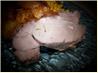Parmesan Cheese Crusted Roast Pork. Recipe by WI Cheesehead