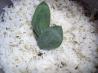 Sage and Parmesan Rice