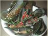 Steamed Mussels With Chilli and Coriander