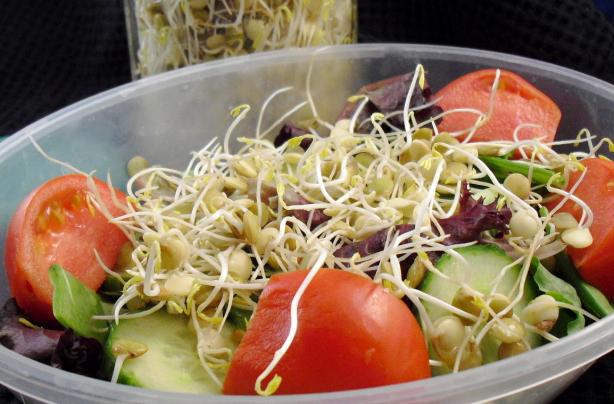 How to Sprout Lentils. Photo by PaulaG