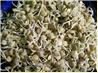 How to Sprout Lentils