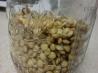 How to Sprout Lentils