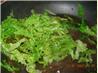 Stir-Fried Savoy Cabbage and Confit D' Oignon-Onion Marmalade