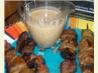 Beef Satay With Peanut Sauce. Recipe by Dee-licious!