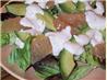 Avocado & Grapefruit Salad (Aka Friendly Flavor Fusion). Recipe by twissis