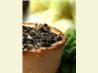 Grilled Olive Bread