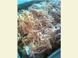 Cheesy Easy Cavatini * Venison Optional