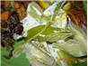 Chardonnay Poached Leeks and Creme Fraiche Dressing