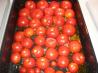 Oven Roasted Tomato Sauce