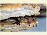 Chicken and Vegetable Paninis With Tarragon Mayonnaise. Recipe by Karen in MA (formerly OC)