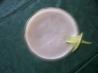 Brazilian Limeade