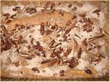 Brown Sugar-Pecan Coffee Cake