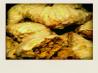 Starbucks Pumpkin Scones