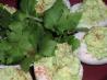 Green [& Deviled] Eggs 'n' Ham. Recipe by Sydney Mike