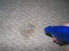 Pet Stain/Odor Remover - for Carpet. Recipe by brenda-ohio