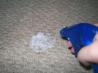 Pet Stain/Odor Remover - for Carpet