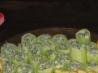 Spinach Stuffed Cucumber Cases. Recipe by jonesies