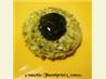 Pistachio Thumbprint Cookies. Recipe by Derf