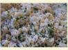 Savoury Couscous