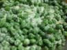 Parmesan Peas. Recipe by Nyteglori