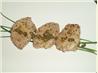 Pork Medallions With Lemon and Capers. Recipe by Trinkets