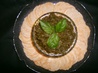 Basil, Parmesan and Cashew Dip