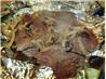 Grilled Venison Packets