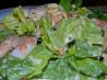Shrimp Caesar Salad