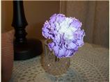 Color Changing Carnations. Photo by Queenkungfu