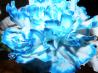 Color Changing Carnations