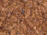 Shaky Beef. Recipe by Chef #491598