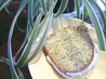 Lemon Poppy Seed Cake