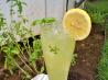 Basil Lemonade. Recipe by dicentra
