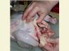 How to Cut up a Chicken