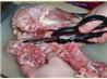 How to Cut up a Chicken