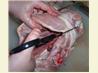 How to Cut up a Chicken