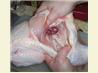 How to Cut up a Chicken
