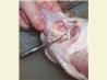 How to Cut up a Chicken